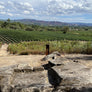 Experiencia entre lagares