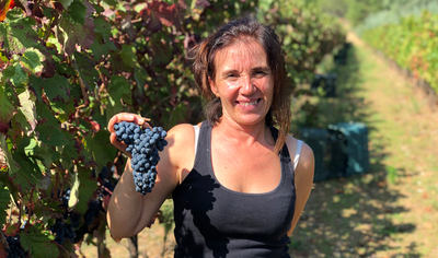 Puri vendimia bodegas triay