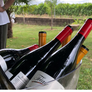 cata bodegas triay
